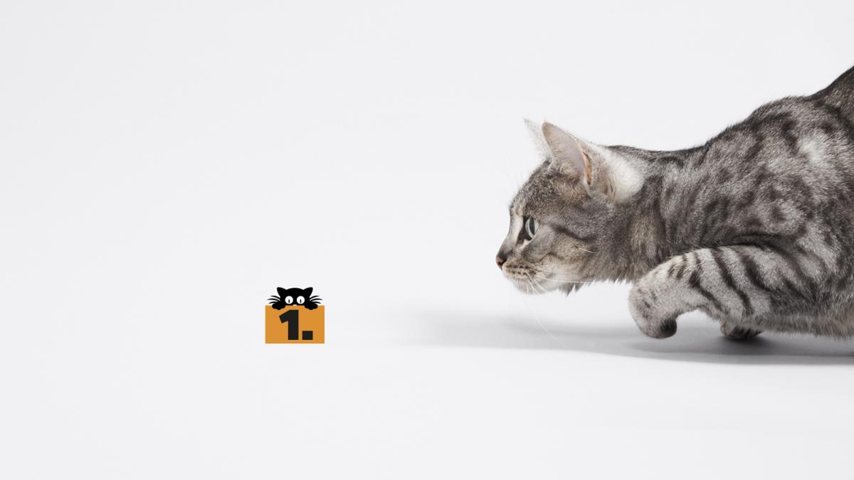 A macska – az ember legszerényebb barátja