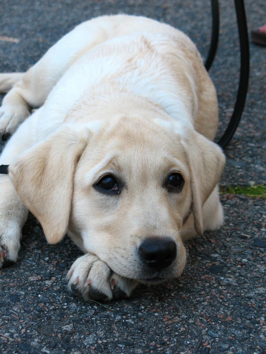 Az ember legjobb barátja lehet a genetikai kutatások tárgya