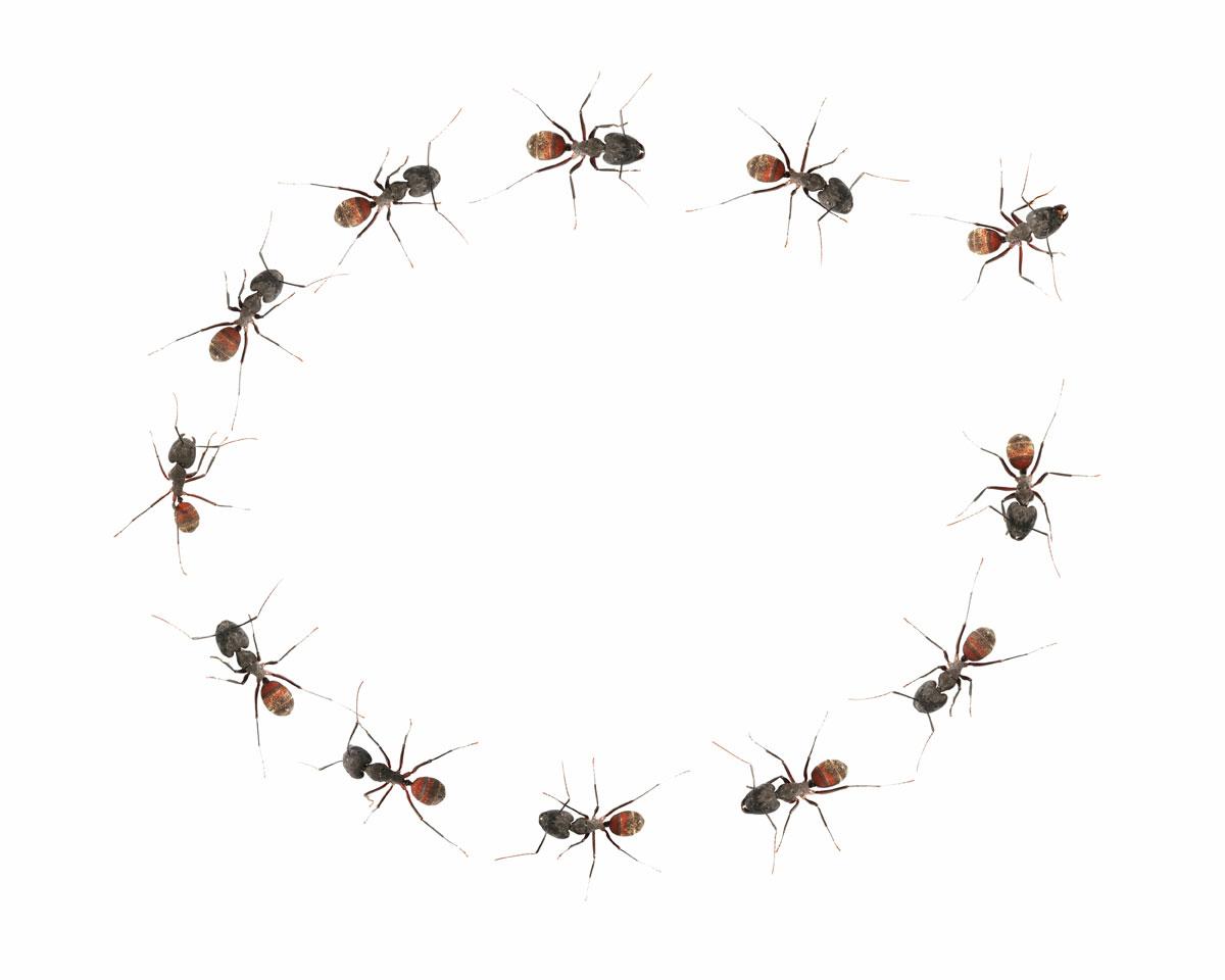 Büntetés, jutalmazás, bizalom