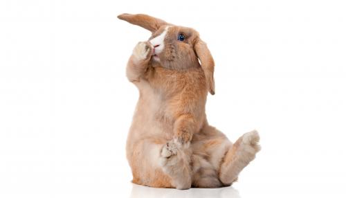 Miben segíthetnek a cuki nyuszik?