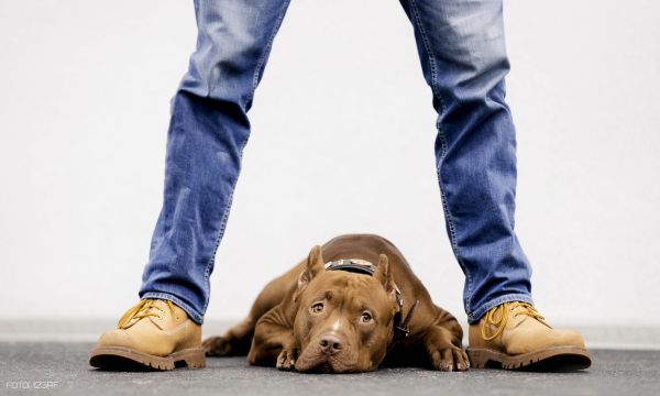 Ki az úr a háznál?